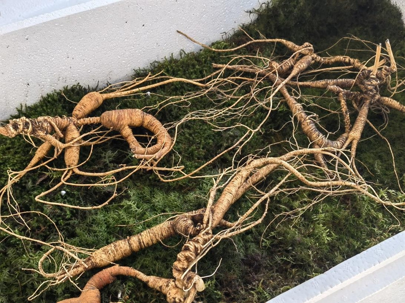 鲜野山参。人民网记者 马俊华摄