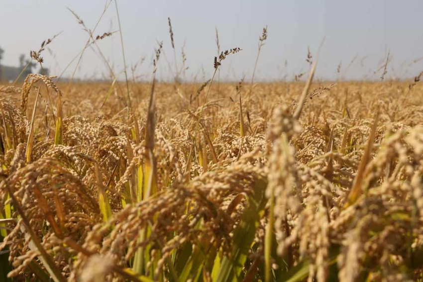 吉林粮食喜获丰收。人民网记者 王海跃摄