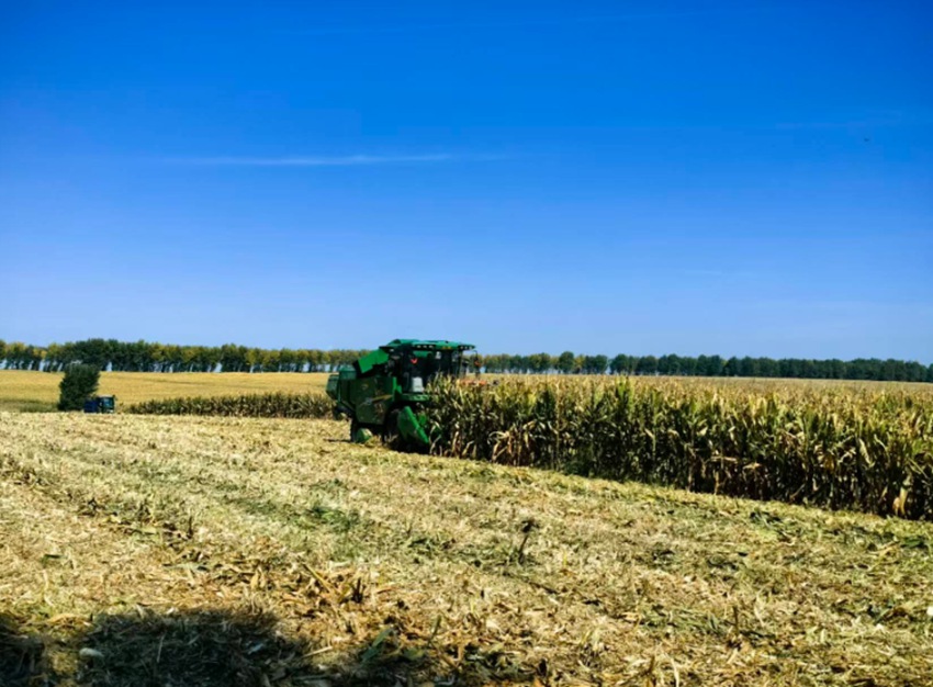 黑土地上,联合收割机轰鸣作业(受访者供图)