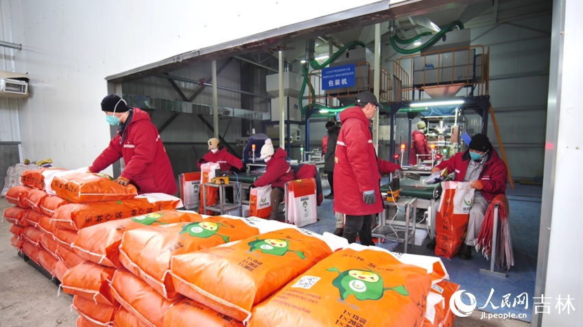 颗粒饱满的玉米种子走向市场。人民网记者 王海跃摄