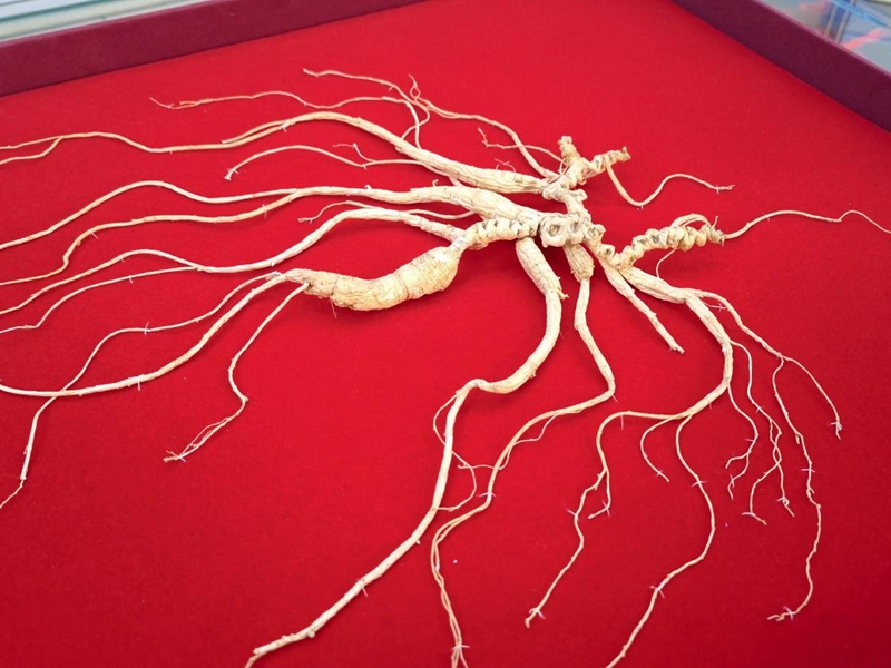 野山参展示。人民网记者 马俊华摄