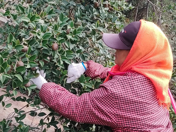 工人正在采摘油茶果。云台山景区供图