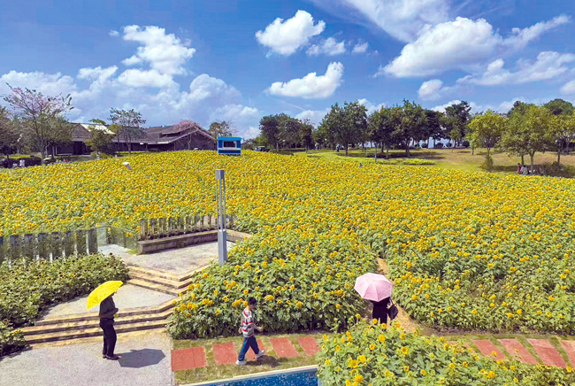 南宁园博园向日葵花开成海吸引游人。记者潘浩摄
