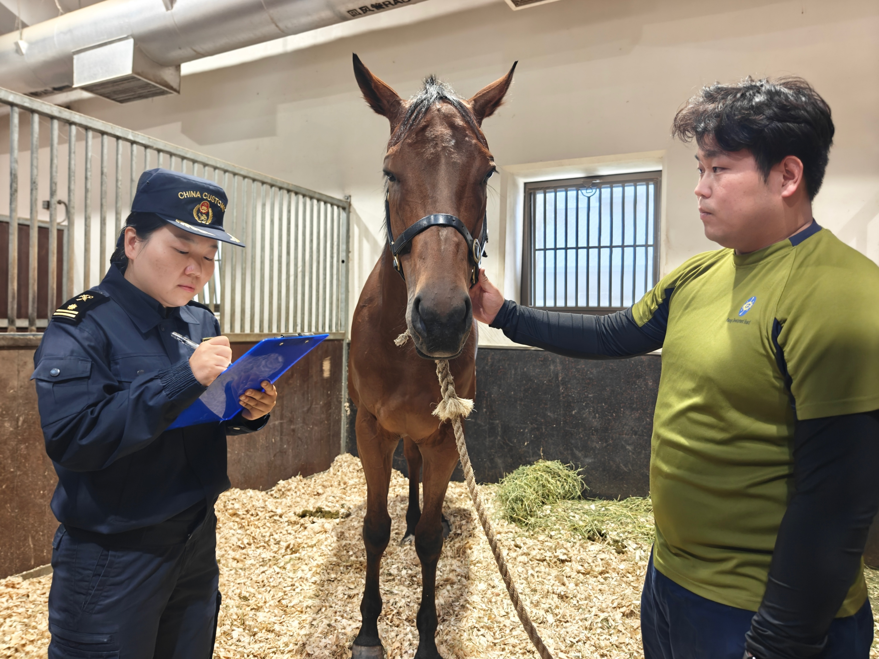 图为广州从化海关驻马场关员对赛马开展监督管理。人民网记者 王雅蝶摄