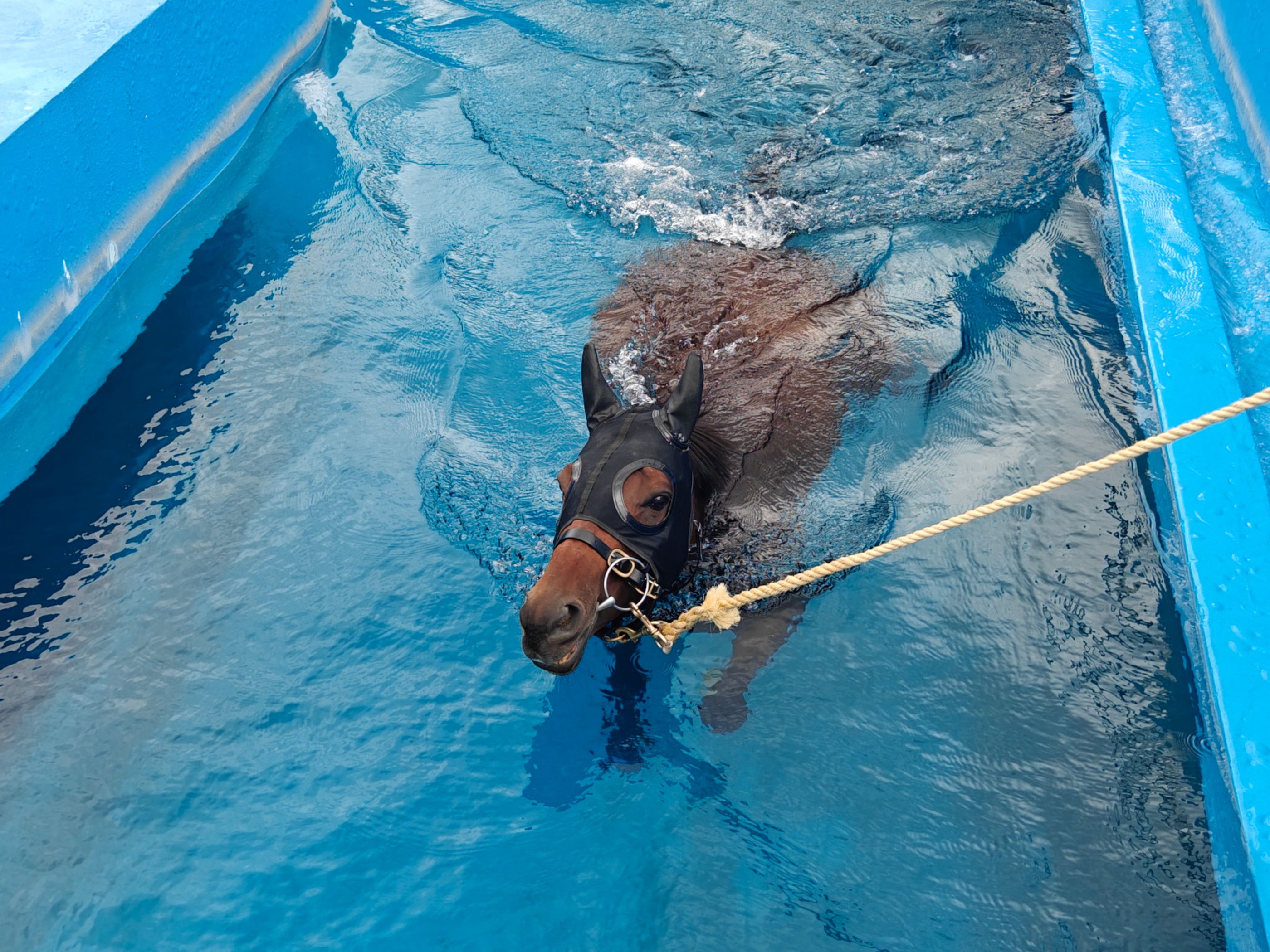 图为练马师带领赛马开展游泳训练。人民网记者 王雅蝶摄