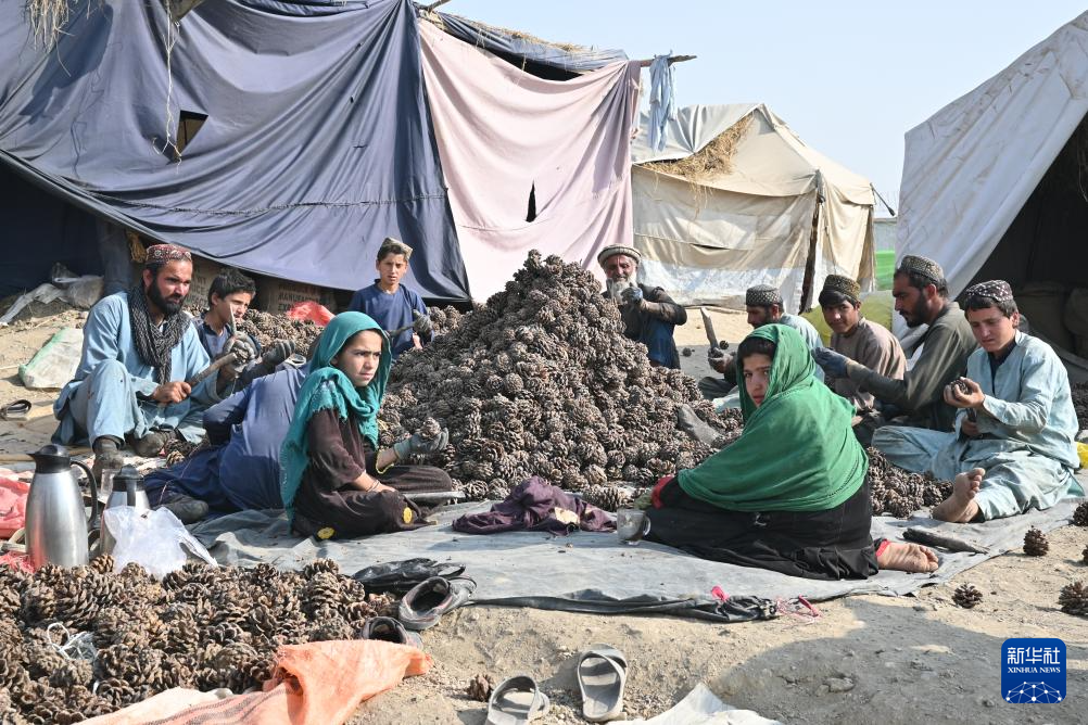 10月28日,在阿富汗霍斯特省的松子加工交易市场,当地民众围坐在一起手工采集松子。 新华社记者 张艺缤 摄