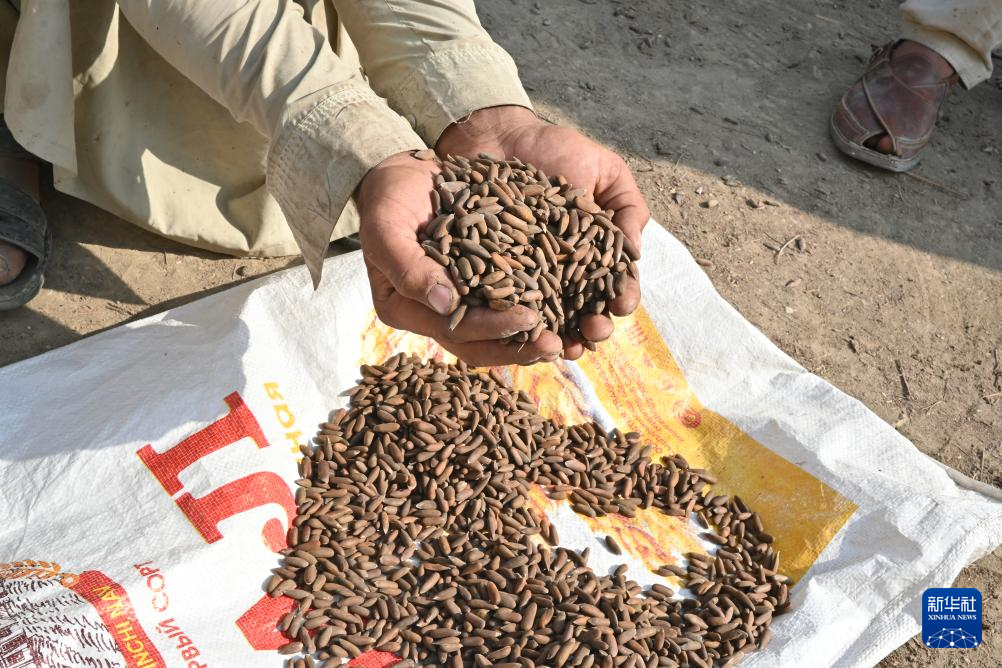 10月28日,在阿富汗霍斯特省的松子加工交易市场,收购松子的商人展示松子。 新华社记者 张艺缤 摄