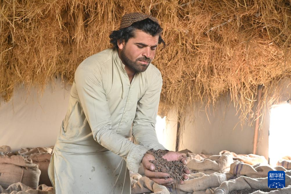 10月28日,在阿富汗霍斯特省的松子加工交易市场,收购松子的商人展示松子。 新华社记者 张艺缤 摄