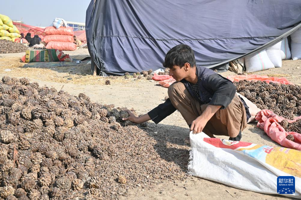 10月28日,在阿富汗霍斯特省的松子加工交易市场,一名少年帮忙采集松子。 新华社记者 张艺缤 摄