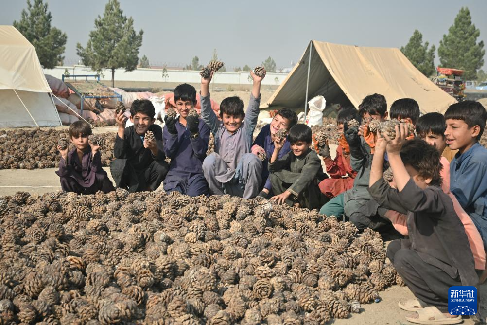 10月28日,在阿富汗霍斯特省的松子加工交易市场,当地儿童帮忙采集松子。 新华社记者 张艺缤 摄