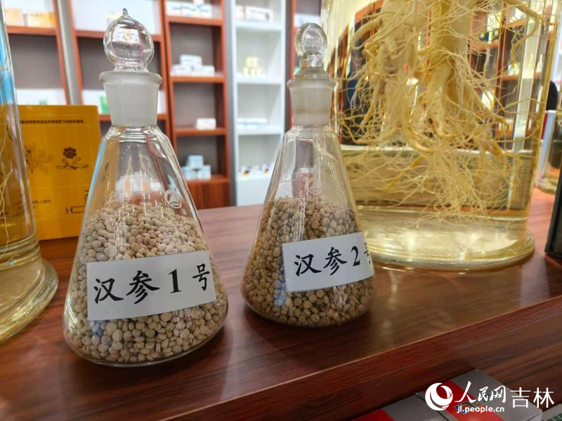 佟晓乐研究的汉参原料。 实习生 王思皓摄