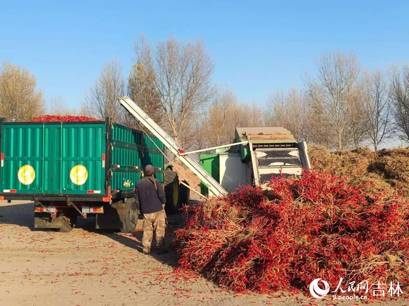 村民们正在收获辣椒。 实习生 王思皓摄