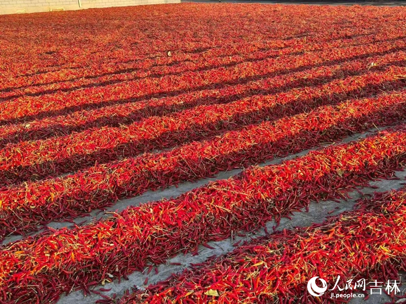 创业村的辣椒晾晒厂。 实习生 王思皓摄