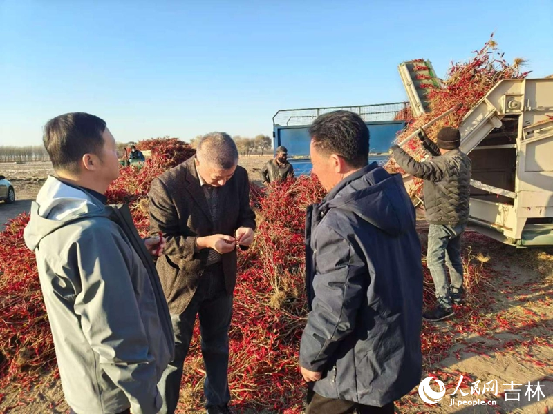 钱卫华正在查看辣椒品质。 实习生 王思皓摄