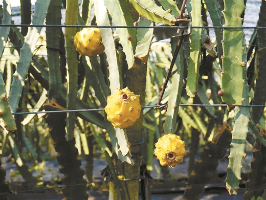 枝头上的燕窝果。