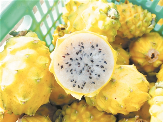 燕窝果的表皮金黄,带有细刺,果肉呈细絮状。