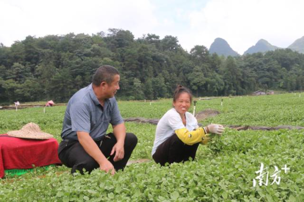 江英镇大桥村西洋菜种植基地。