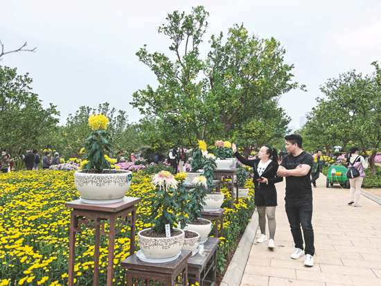  独本菊展示区，一株一花，独具风姿。记者莫岚远 摄