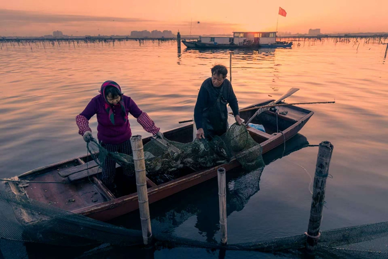 湖区养殖户捕捞大闸蟹。苏州市阳澄湖大闸蟹行业协会供图