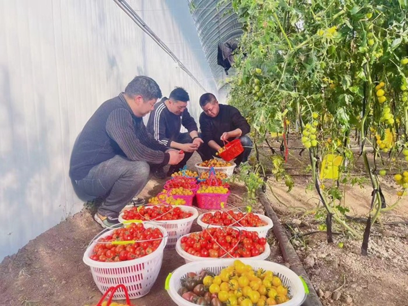 尚庆(中)帮助农户检查小番茄品质。受访者供图