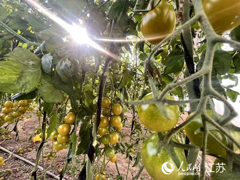 大棚里,新鲜的小番茄静待采摘。人民网 任晓燃摄