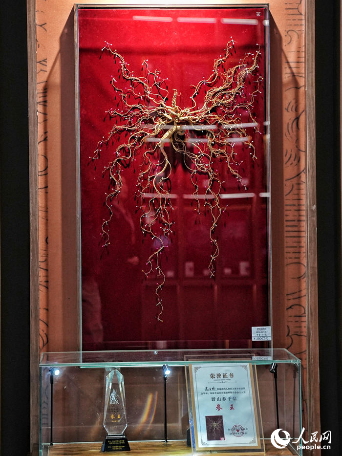 博览会上展示的千年人参。人民网记者 李洋摄
