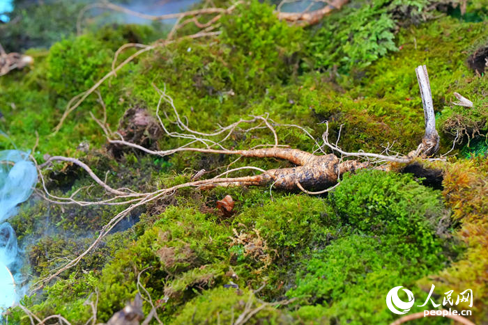 博览会上展示的吉林人参。人民网记者 李洋摄
