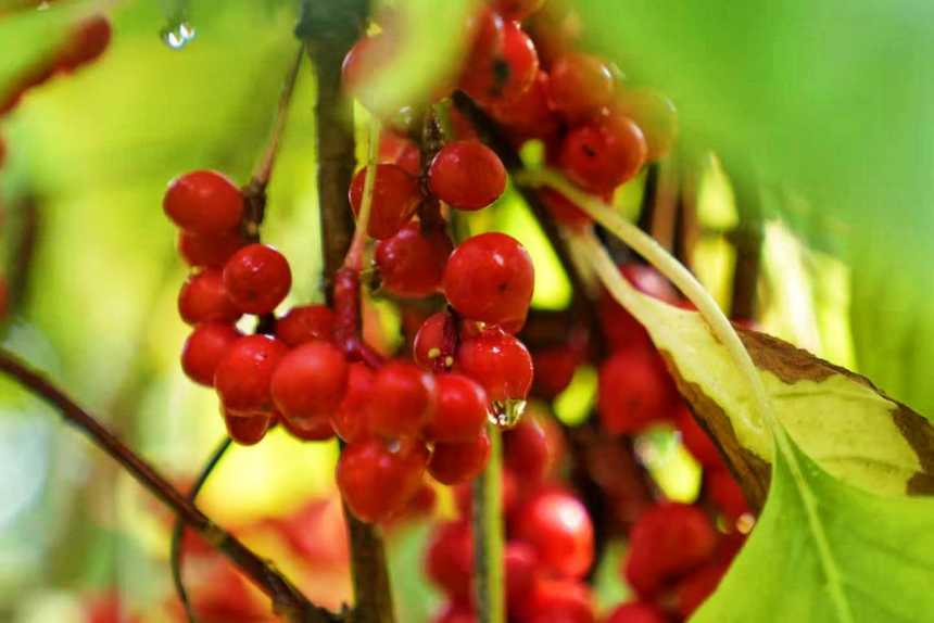 青龙中草药五味子。傅自胜摄