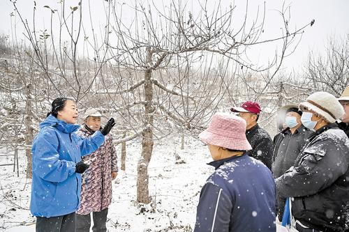 12月12日,李保国科技兴农专家团队队长、河北农业大学研究员郭素萍在临城县贾庄村为果农讲授苹果树冬季管理技术。 本报记者 赵永辉摄